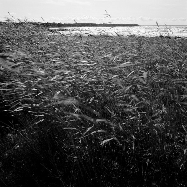 Summer silence, Estonia, 2019